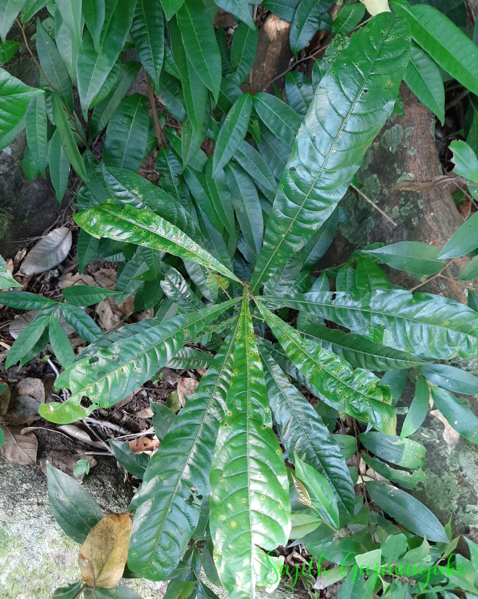 Hugonia mystax L.